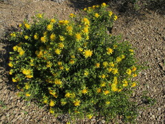 Berkheya spinosa