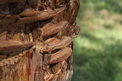 Phellinopsis