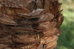 Phellinopsis
