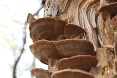 Phellinopsis