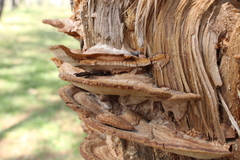 Phellinopsis