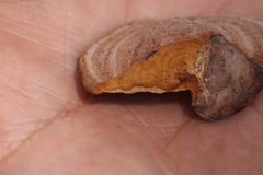 Phellinopsis