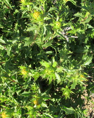 Berkheya spinosa