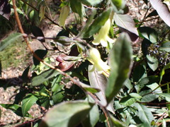 Billardiera scandens