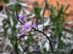 Boechera quadrangulensis