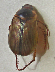 Rutelinae