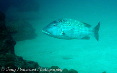 Lethrinus erythracanthus