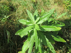 Cirsium arvense integrifolium