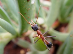 Myrmecia nigriceps