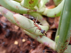 Myrmecia nigriceps