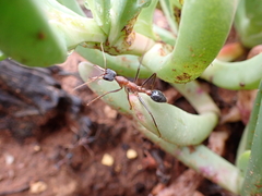 Myrmecia nigriceps