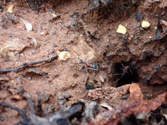 Myrmecia nigriceps