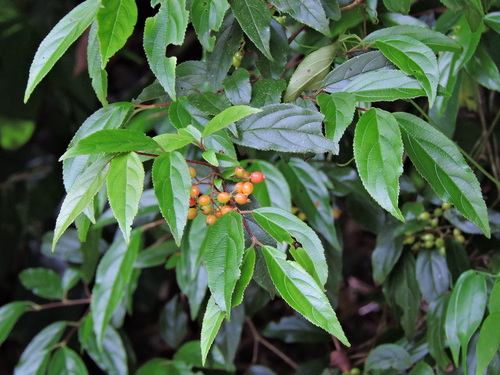 Image of Viburnum taitoense by (c) Jacy Chen, some rights reserved (CC BY)