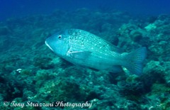 Lethrinus erythracanthus