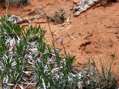 Boechera quadrangulensis