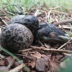 Vanellus senegallus