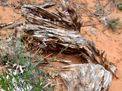 Boechera quadrangulensis