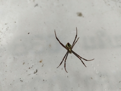 Argiope versicolor