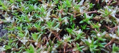 Crassula helmsii