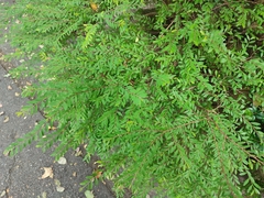 Phyllanthus myrtifolius