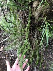 Phlegmariurus varius