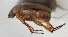 Rutelinae