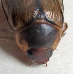 Rutelinae