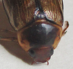Rutelinae