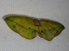 Omiza