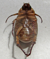 Rutelinae