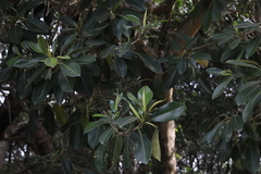 Ficus rubiginosa