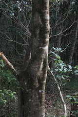 Ficus rubiginosa
