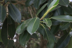 Ficus rubiginosa
