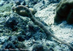 Corythoichthys haematopterus