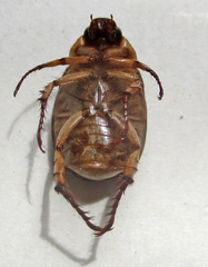 Rutelinae