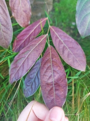 Glochidion philippicum