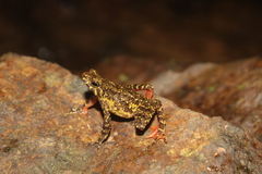 Leptophryne javanica