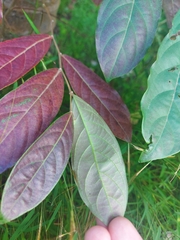 Glochidion philippicum