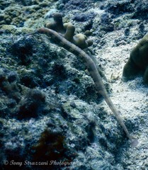 Corythoichthys haematopterus