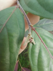 Glochidion philippicum