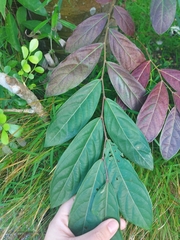 Glochidion philippicum