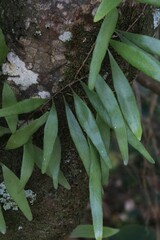 Pyrrosia confluens