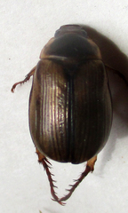 Rutelinae