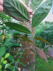 Glochidion philippicum