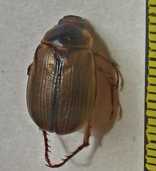Rutelinae