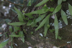 Pyrrosia confluens