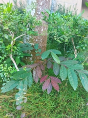 Glochidion philippicum