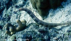 Corythoichthys haematopterus