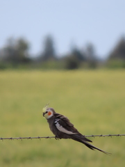 Nymphicus hollandicus