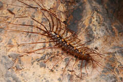 Thereuopoda clunifera